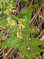 Artemisia suksdorfii