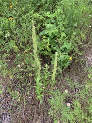 Artemisia suksdorfii