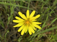 Microseris paludosa