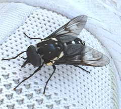 Triclista guttata