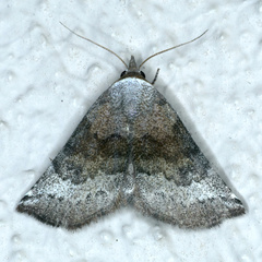 Mataeomera mesotaenia