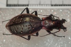 Carabus irregularis irregularis