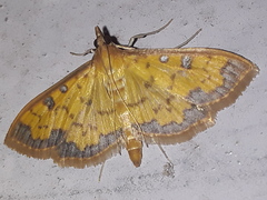 Sciorista