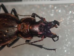 Carabus irregularis irregularis