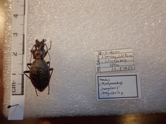 Carabus irregularis irregularis