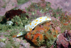 Goniobranchus tasmaniensis