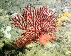 Melithaea zimmeri