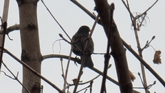 Turdus merula