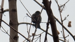Turdus merula