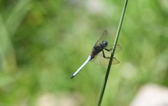 Orthetrum azureum