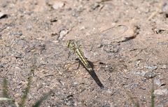 Brachythemis leucosticta