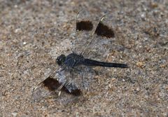 Brachythemis leucosticta