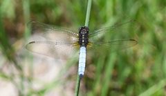 Orthetrum azureum