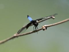 Thermorthemis madagascariensis