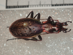 Carabus irregularis irregularis