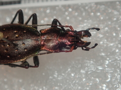 Carabus irregularis irregularis