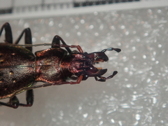 Carabus irregularis irregularis