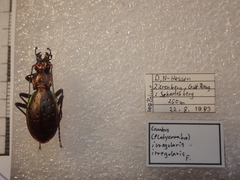 Carabus irregularis irregularis