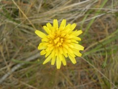 Microseris bigelovii