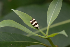 Zonopetala divisella
