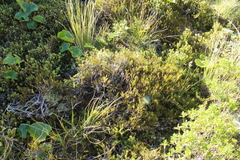 Dracophyllum pronum
