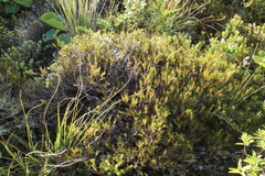 Dracophyllum pronum