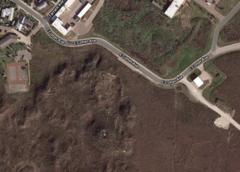 Scutellaria muriculata