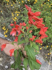 Salvia sessei