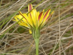 Microseris bigelovii
