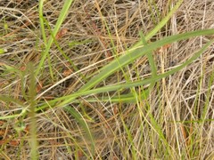 Microseris bigelovii