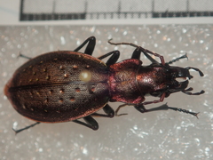 Carabus irregularis irregularis
