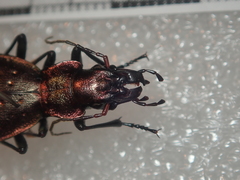 Carabus irregularis irregularis