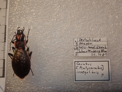 Carabus irregularis irregularis