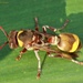 Ropalidia guttatipennis - Photo (c) Subramanian Sevgan,  זכויות יוצרים חלקיות (CC BY-NC), הועלה על ידי Subramanian Sevgan