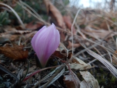 Colchicum trigynum