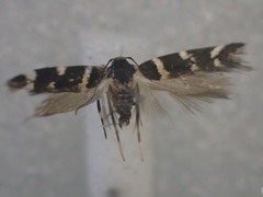Trachydora leucobathra