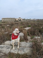 Scutellaria muriculata