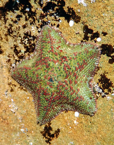Dwarf Cushion Star, photo 2 of 10