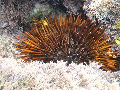 Heliocidaris