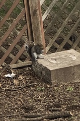 Sciurus carolinensis