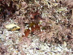 Enneapterygius atrogulare