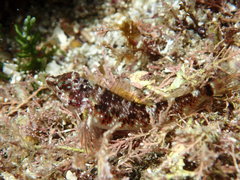 Enneapterygius atrogulare