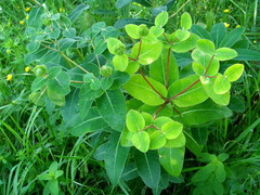 Euphorbia hyberna