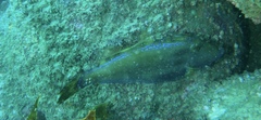 Meuschenia trachylepis