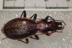 Carabus irregularis irregularis