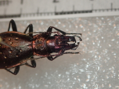 Carabus irregularis irregularis