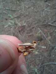 Ceratophaga vastella