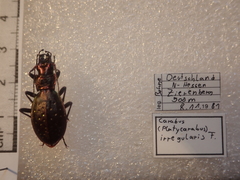 Carabus irregularis irregularis