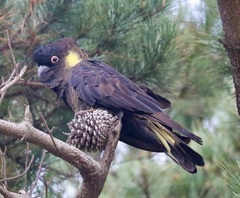 Zanda funerea xanthanota