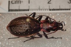 Carabus irregularis irregularis